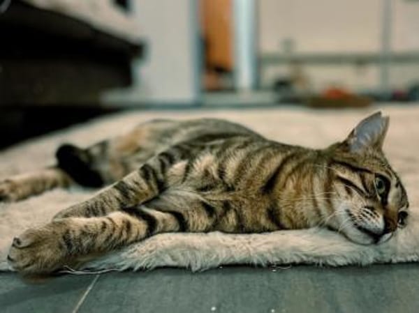 Rancho, behutsames Katerchen,1J in 83064