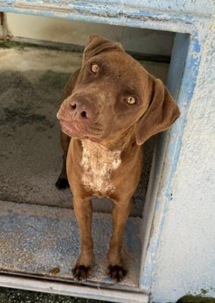 Rexy, in der Tierherberge Donzdorf