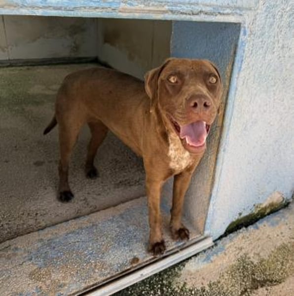 Rexy, in der Tierherberge Donzdorf