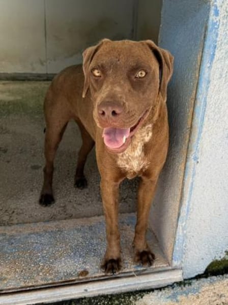 Rexy, in der Tierherberge Donzdorf