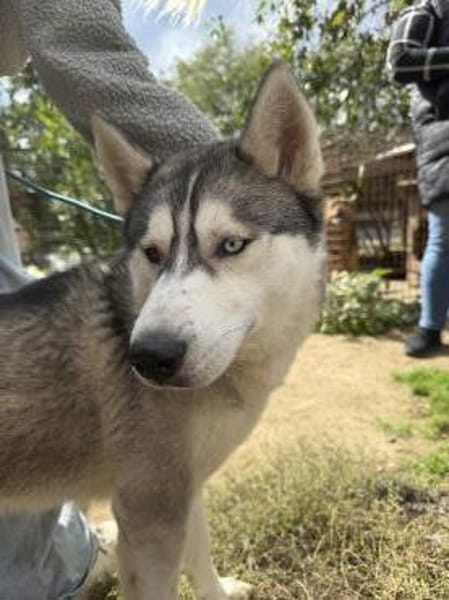 Monata, ein Traumhund für Huskyfans