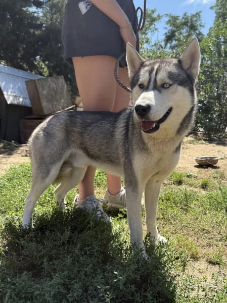 Monata, ein Traumhund für Huskyfans