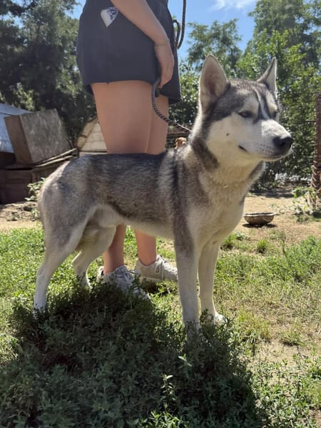 Monata, ein Traumhund für Huskyfans