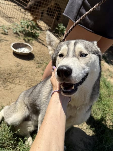 Monata, ein Traumhund für Huskyfans