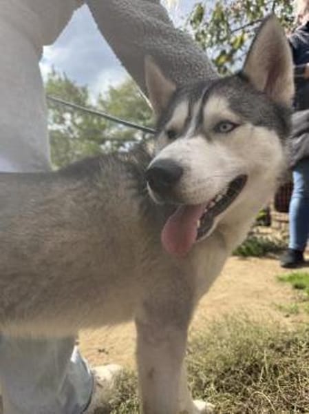 Monata, ein Traumhund für Huskyfans