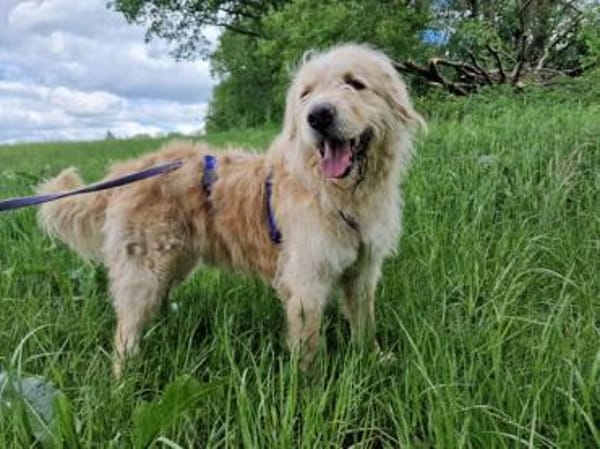 LEON - Gnadenbrothund