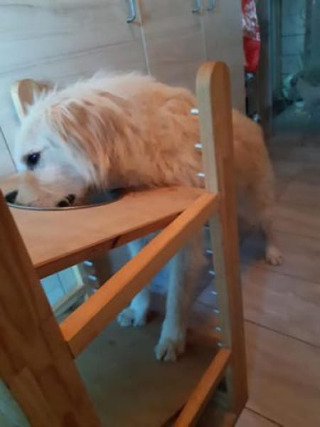 LEON - Gnadenbrothund