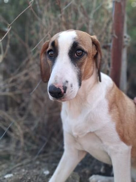 Zuhause gesucht für Ivy