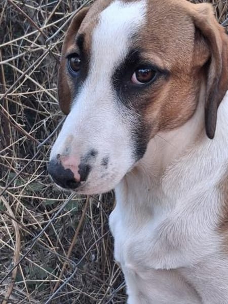 Zuhause gesucht für Ivy