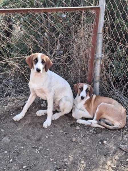 Zuhause gesucht für Ivy