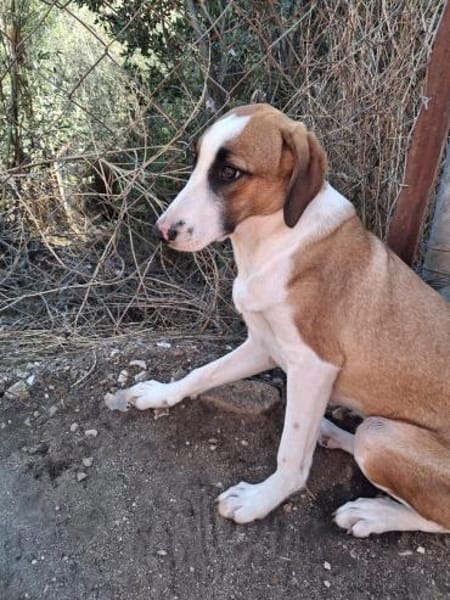 Zuhause gesucht für Ivy