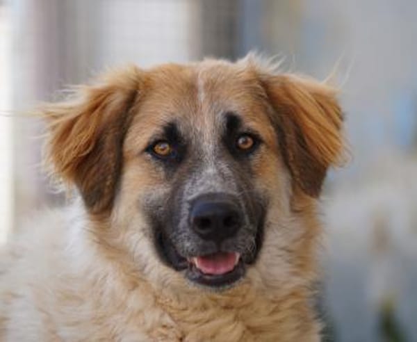 Linus, Pflegestelle in Hessen