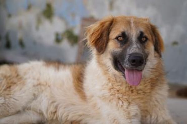 Linus, Pflegestelle in Hessen