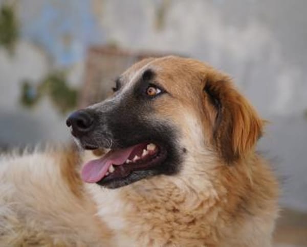 Linus, Pflegestelle in Hessen