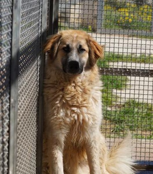 Linus, Pflegestelle in Hessen