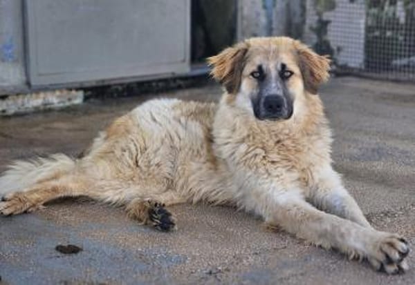 Linus, Pflegestelle in Hessen