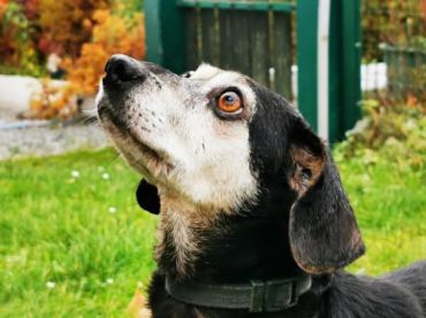 Bori su. ebenerdiges Zuhause