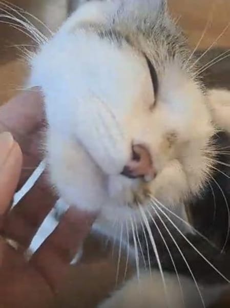 Prinzessin Mia in Wiesbaden