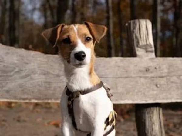 PRIMA - auf Pflegestelle in Berlin