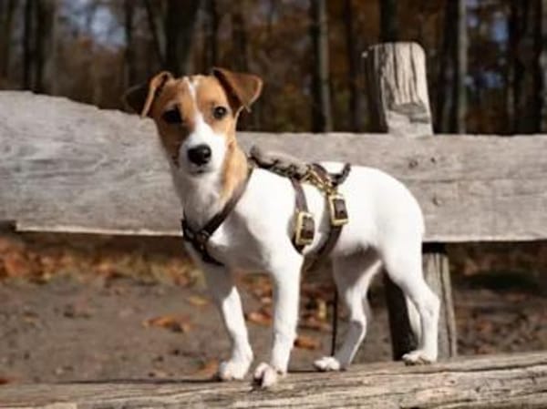 PRIMA - auf Pflegestelle in Berlin