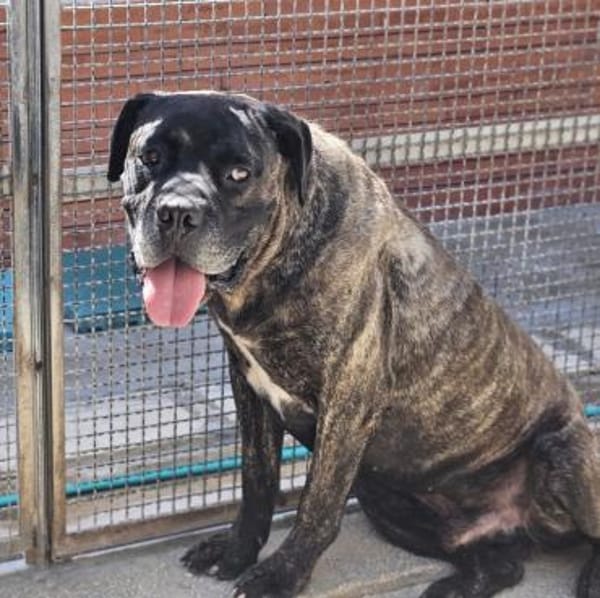 Paul, Pflegestelle in Hessen