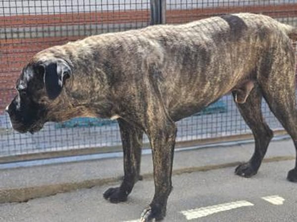 Paul, Pflegestelle in Hessen