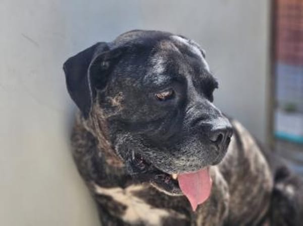 Paul, Pflegestelle in Hessen