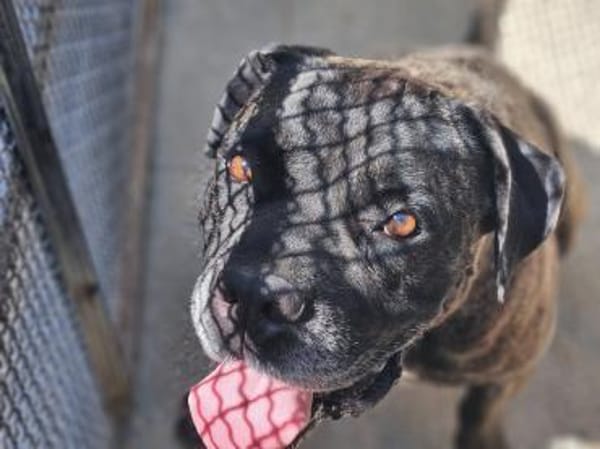 Paul, Pflegestelle in Hessen