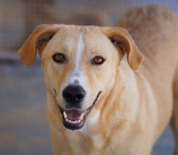 Luana, in der Tierherberge Donzdorf