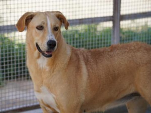 Luana, in der Tierherberge Donzdorf