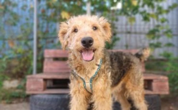 Silas wartet auf seine Chance