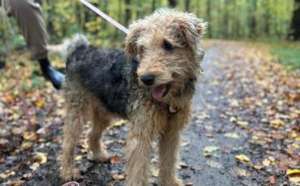 Silas wartet auf seine Chance