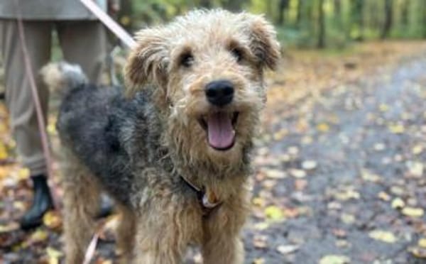 Silas wartet auf seine Chance