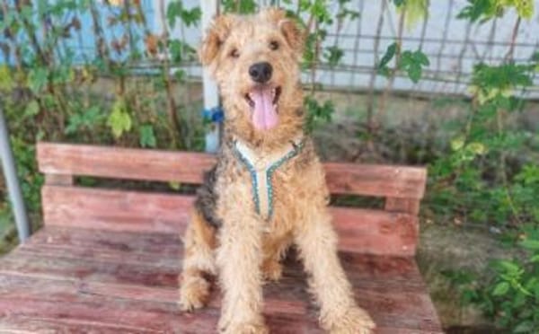 Silas wartet auf seine Chance