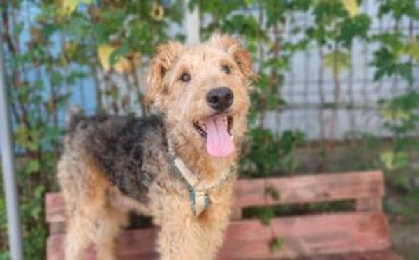 Silas wartet auf seine Chance