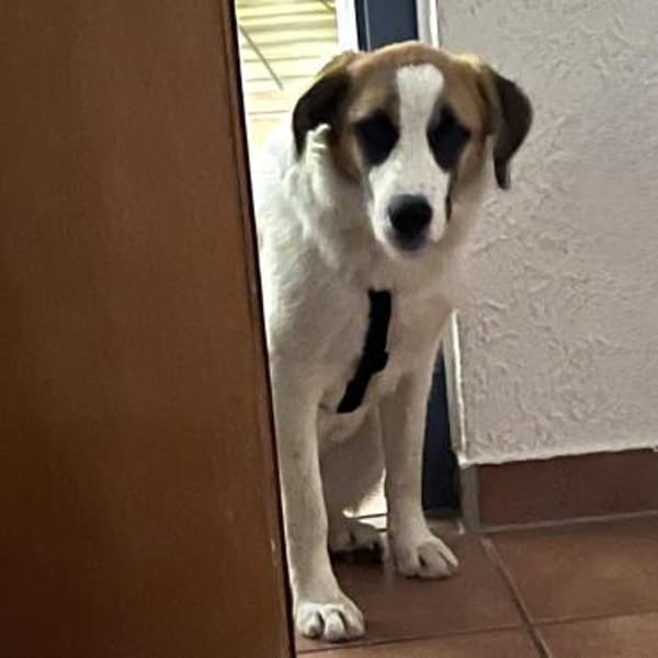 Zara - vorvermittelt -