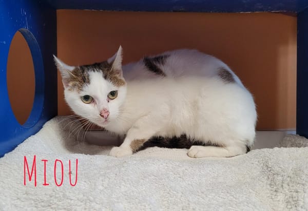 Miou