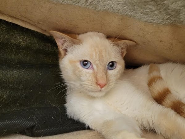 MICHELANGELO PAB28072