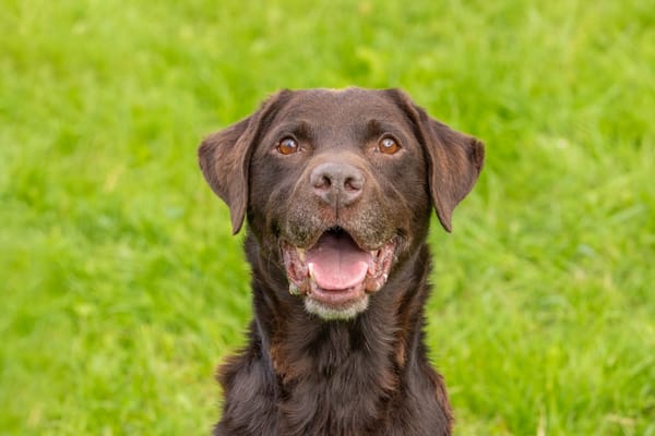 MILO OAA19858 (réservé)