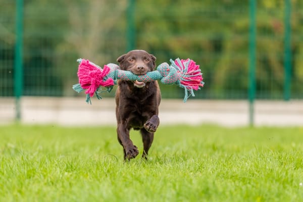 MILO OAA19858 (réservé)