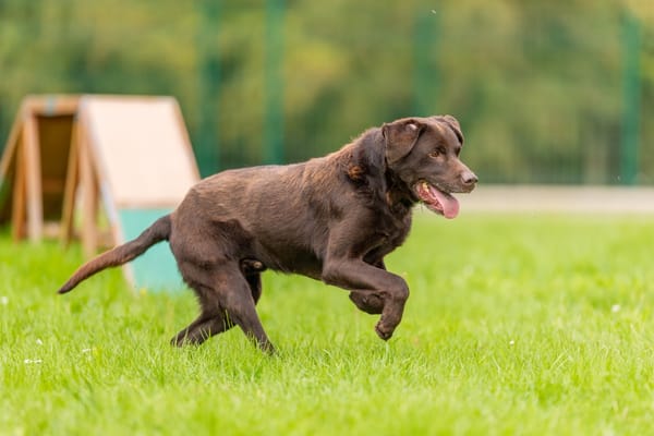 MILO OAA19858 (réservé)