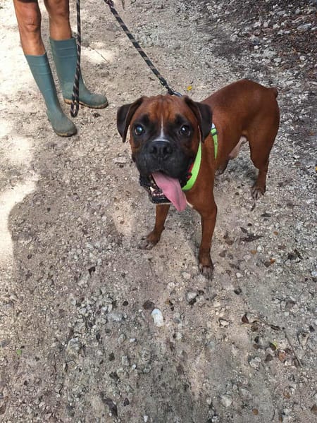 ROUKY, le beau boxer créole
