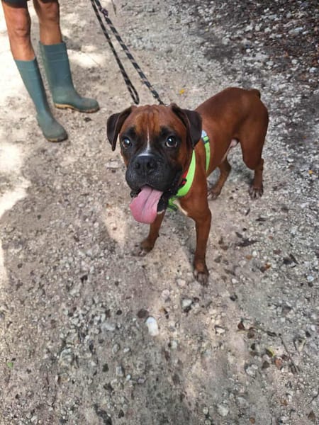 ROUKY, le beau boxer créole