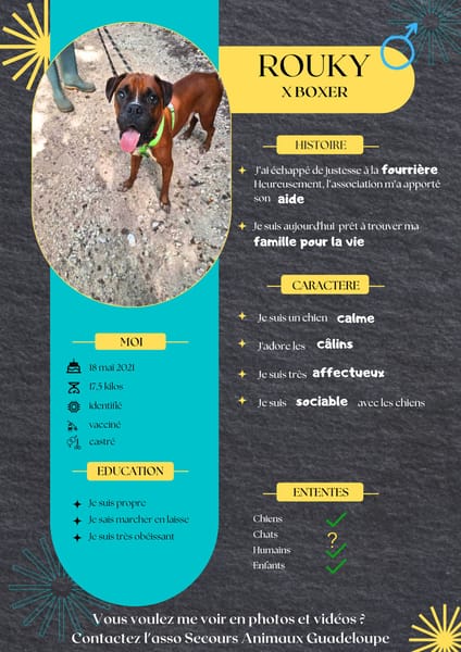 ROUKY, le beau boxer créole