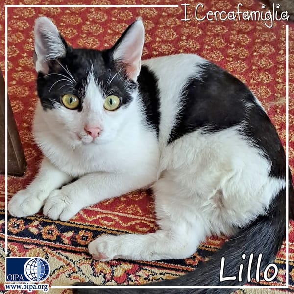 Lillo