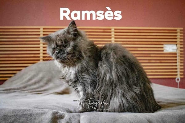 RAMSES A l'adoption