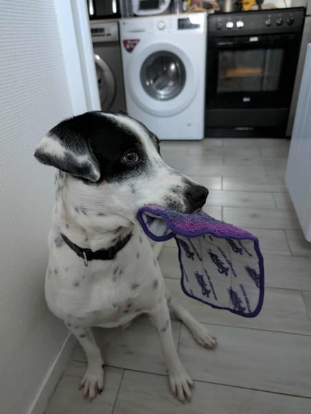 Vador l'adorable petit guerrier tripatte