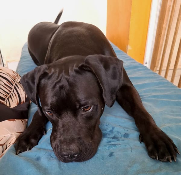 Tito, mâle croisé berger, né le 10/02/2022 🐶