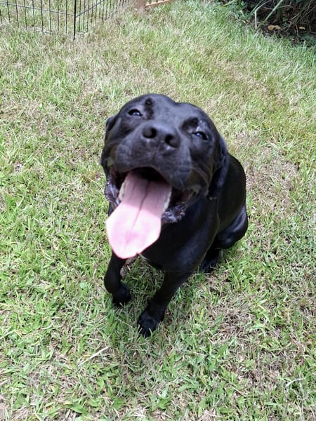 Tito, mâle croisé berger, né le 10/02/2022 🐶