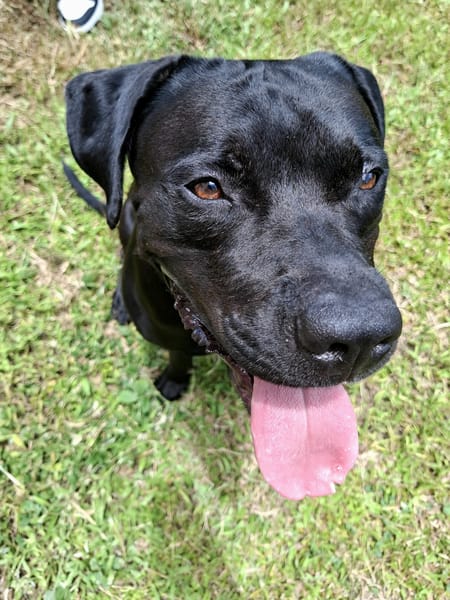 Tito, mâle croisé berger, né le 10/02/2022 🐶